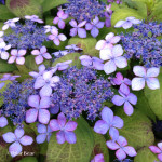 千鳥ヶ淵公園の紫陽花