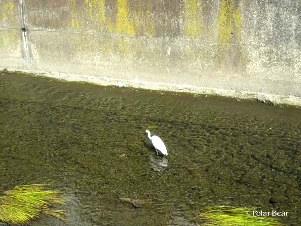 善福寺川の白鷺