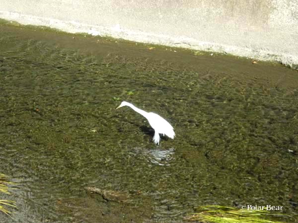 善福寺川の白鷺