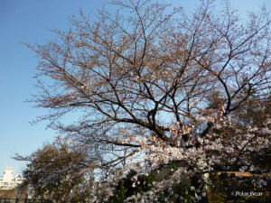 神田川　久我山駅富士見ヶ丘駅間の桜
