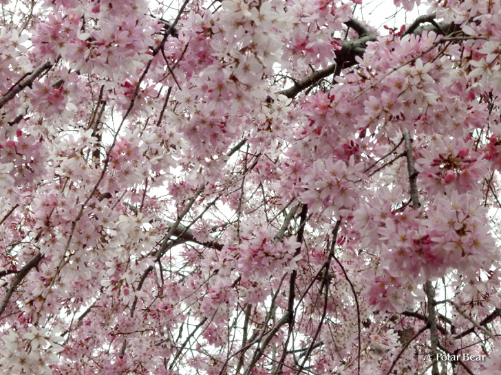 所沢　桜