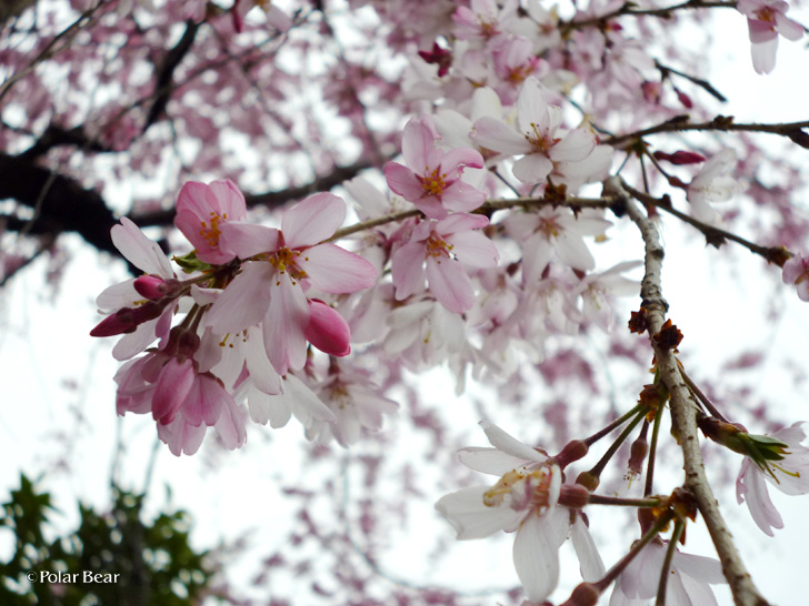 所沢　桜