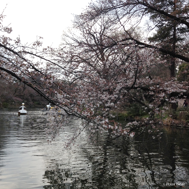 井の頭公園の桜　2017年3月末の様子