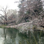 井の頭公園の桜　2017年3月末の様子