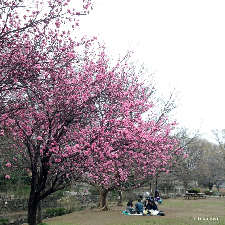 井の頭公園　花桃