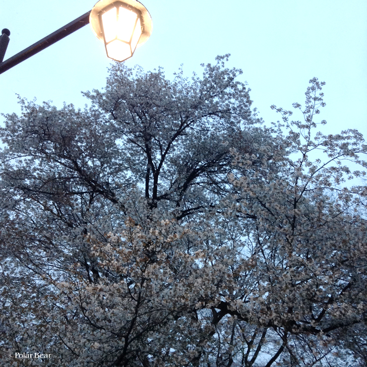 井の頭公園　桜