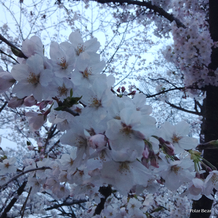 井の頭公園　桜