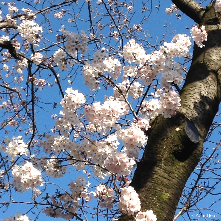 西荻窪　桜