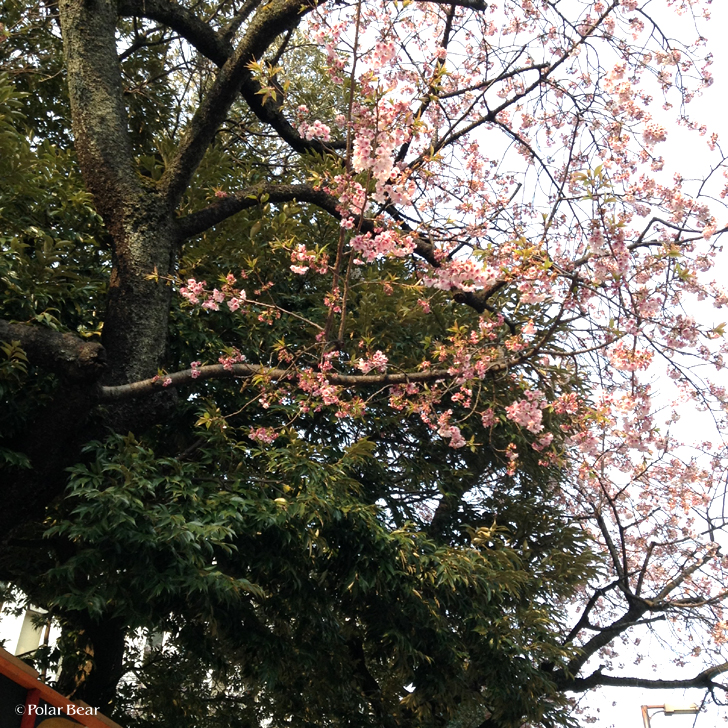 早稲田大学の桜