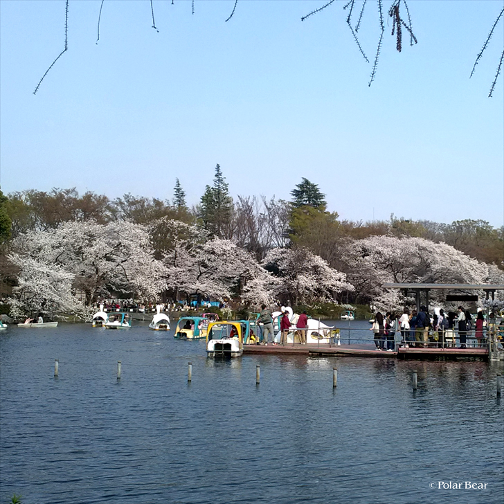 2018年　桜　井の頭公園　ポーラベア