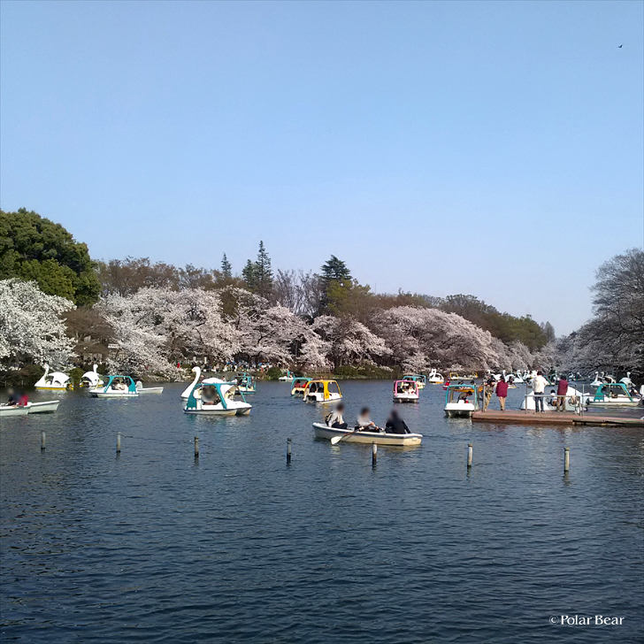 2018年　桜　井の頭公園　ポーラベア