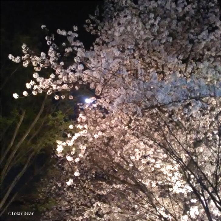 2018年　桜　夜桜　ポーラベア