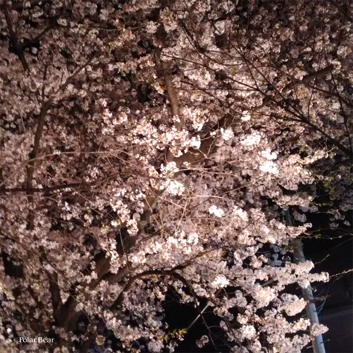2018年　桜　夜桜　ポーラベア