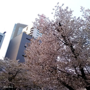 2018年　桜　赤坂　ポーラベア