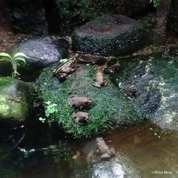 吉祥寺　井の頭自然文化園　秋の夜長の自然文化園　ポーラベア　水生物園　カエル