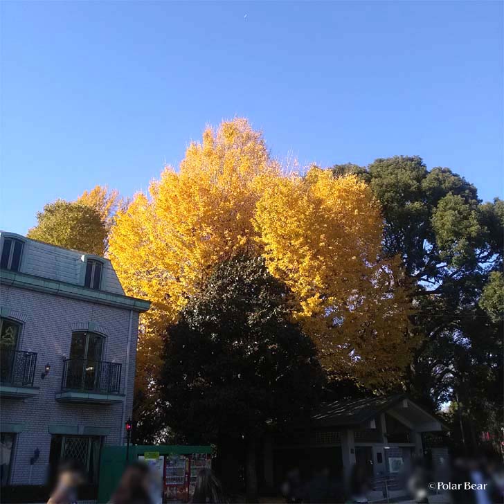 上野公園　紅葉　イチョウ　銀杏　黄色　青空　ポーラベア