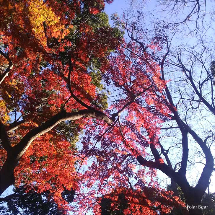 上野公園　紅葉　ポーラベア