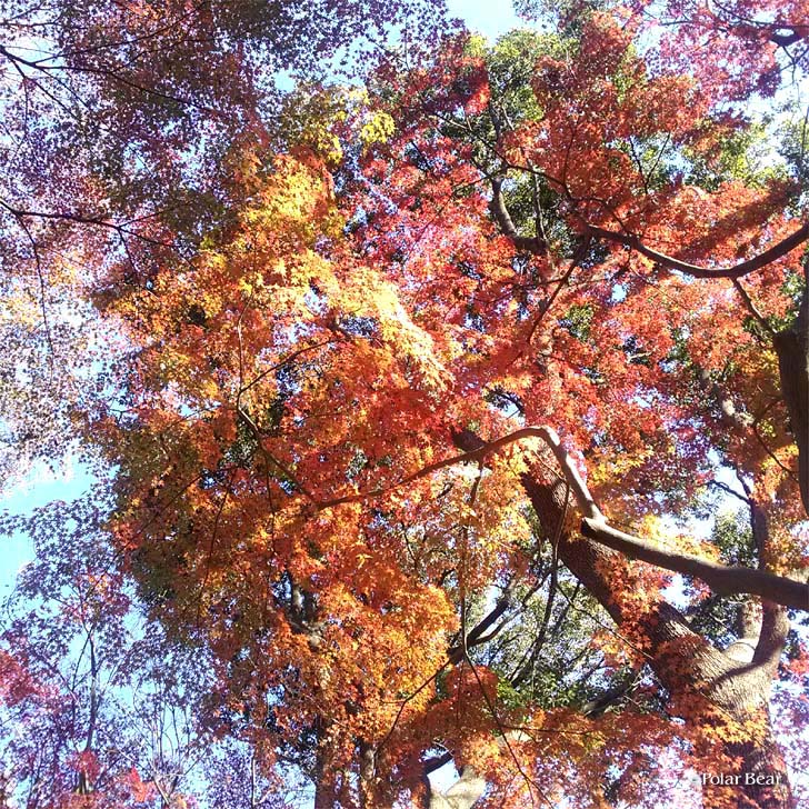上野公園　紅葉　ポーラベア