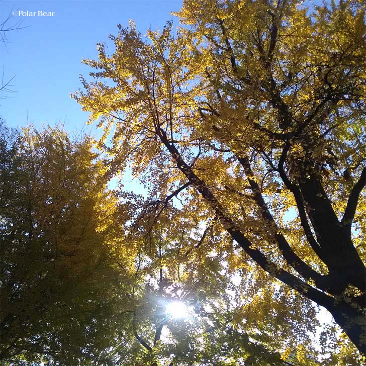 上野公園　紅葉　イチョウ　銀杏　黄色　ポーラベア