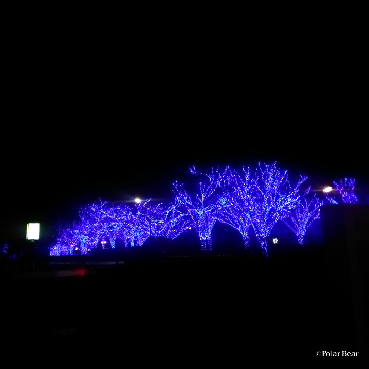 渋谷　代々木公園　イルミネーション　青の洞窟　ポーラベア