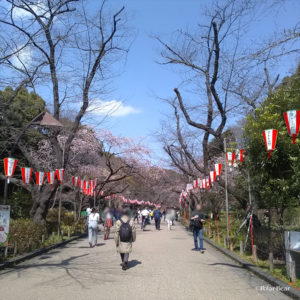 上野公園　桜　開花　お花見　ポーラベア