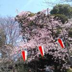 上野公園　桜　開花　お花見　ポーラベア