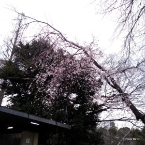 吉祥寺　井の頭公園　桜　井の頭池　散策　ポーラベア