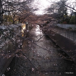 新宿　中野　神田川　大東橋　だいとうばし　桜　ポーラベア　散策