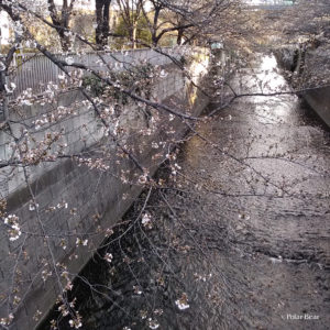 新宿　中野　神田川　大東橋　だいとうばし　桜　ポーラベア　散策