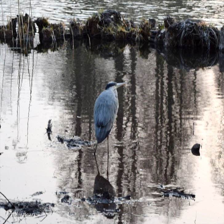 吉祥寺　井の頭公園　蒼鷺　アオサギ　井の頭池　湿地　泥地　散策　ポーラベア