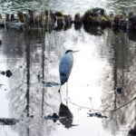 吉祥寺　井の頭公園　蒼鷺　アオサギ　井の頭池　湿地　泥地　散策　ポーラベア