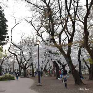 吉祥寺　井の頭公園　桜　井の頭池　散策　ポーラベア