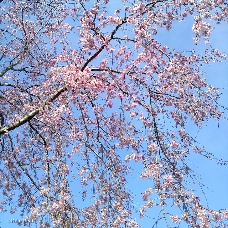 所沢　桜　散策　ポーラベア