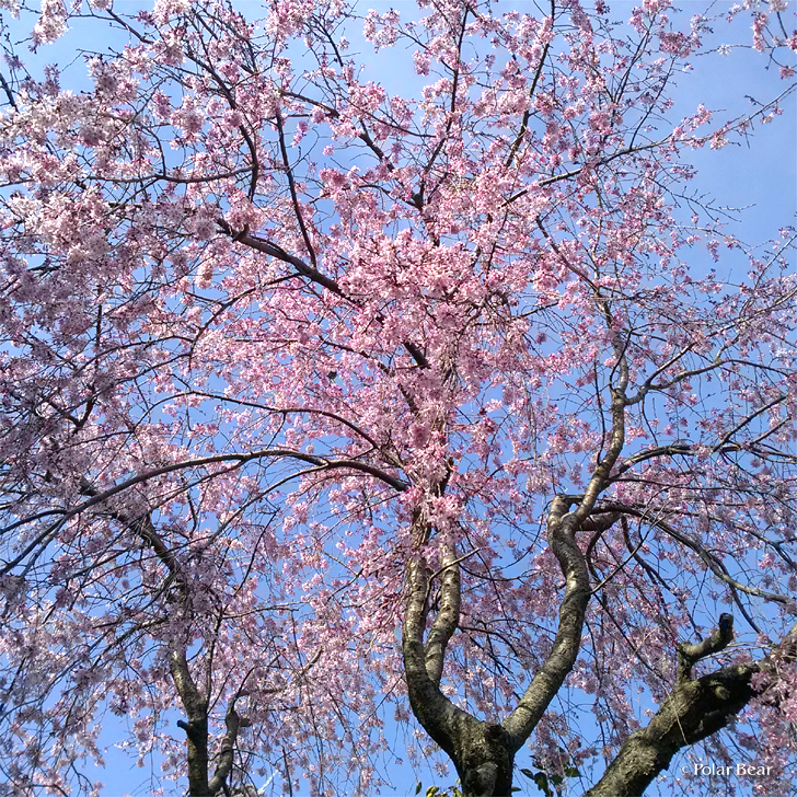 所沢　桜　散策　ポーラベア