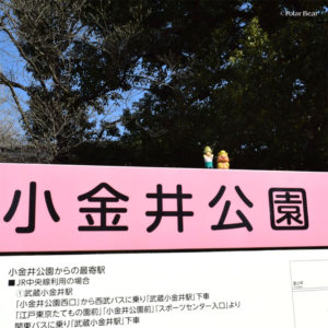 桜　小金井公園　東京都立小金井公園　2019年　ポーラベア