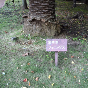 郷土の森　日比谷公園　ポーラベア　紅葉　銀杏　宮崎県の木のひとつ　宮崎県　フェニックス