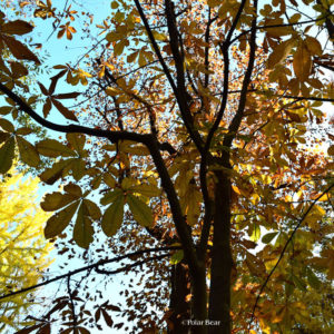 郷土の森　日比谷公園　栃木県　栃木県の木　とちのき　ポーラベア　紅葉　銀杏