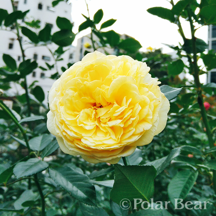 ポーラベア　株式会社ポーラベア　バラ　薔薇　rose