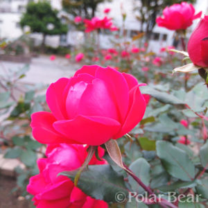 ポーラベア　株式会社ポーラベア　バラ　薔薇　rose