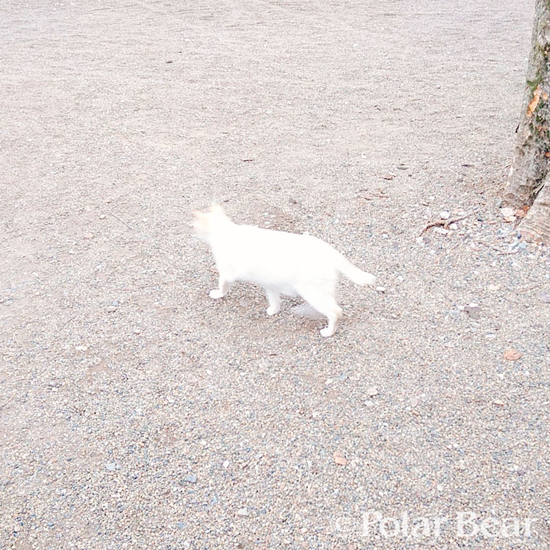株式会社ポーラベア　ポーラベア　雑司ヶ谷　大鳥神社　白い猫
