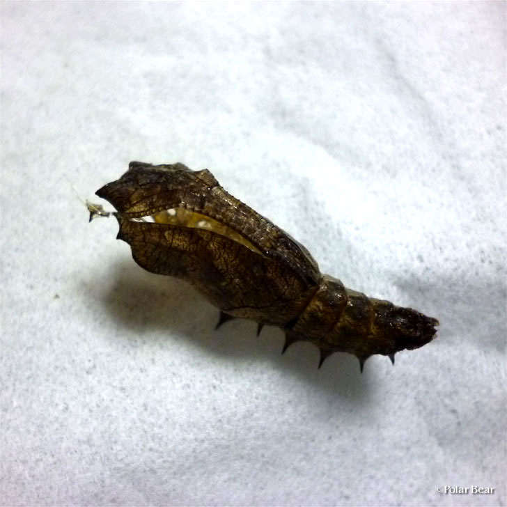 ツマグロヒョウモン　蛹の殻