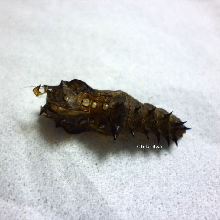 ツマグロヒョウモン　蛹の殻
